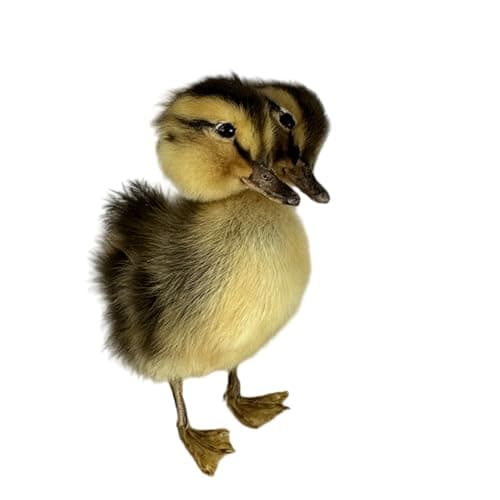 Animal specimens Filled with Real Eurasian Chicken/Duck specimens Teaching/Decoration/Props Decoration (Hua se-XY+)